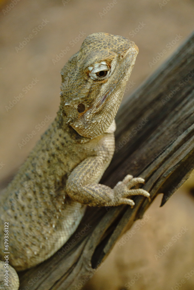 Obraz premium Echsen und Schlangen