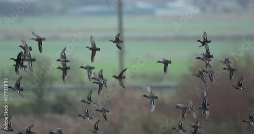 A flock of eurasian teals in flight