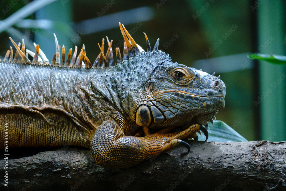 Fototapeta premium Reptiline im Terrarium