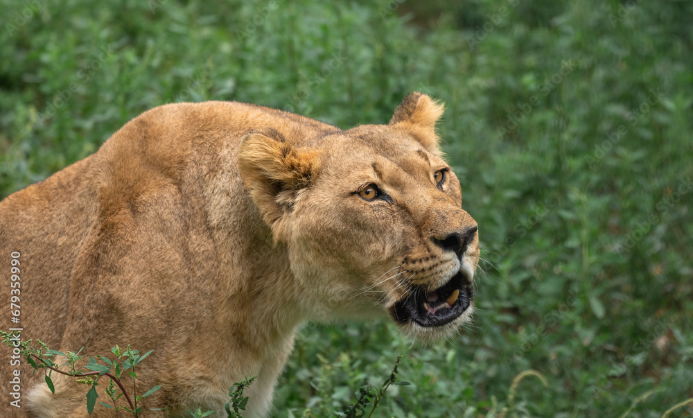 Fototapeta premium Female lion in the forest