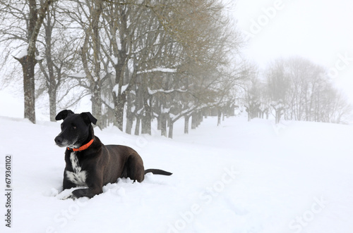 perro negro paisaje nevado alta montaña árboles urbia país vasco 4M0A7572-as23