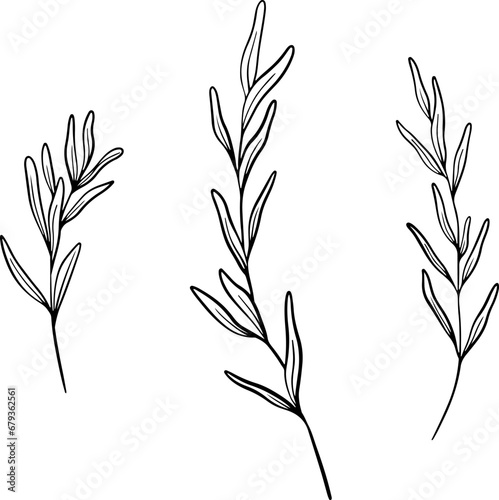 Set of Lavender leaves line art drawing. Hand drawn black ink sketch. Design for tattoo, wedding invitation, logo, cards, packaging and labeling. Botanical rustic trendy greenery vector illustration. photo