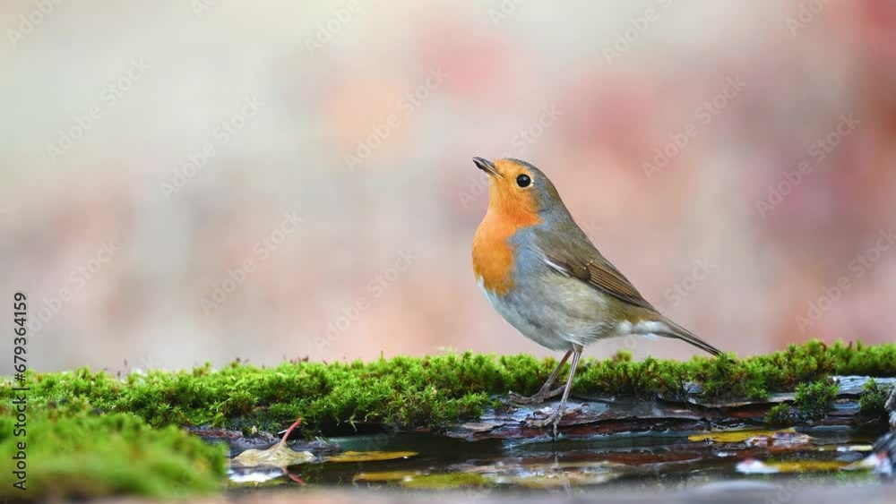 Garden Birds. Robin Erithacus rubecula in the wild. Songbird close up. A bird drinks water. Slow motion. Close up. Garden Birds. Robin Erithacus rubecula in the wild. Songbird close up. A bird drinks water. Slow motion. Close up.