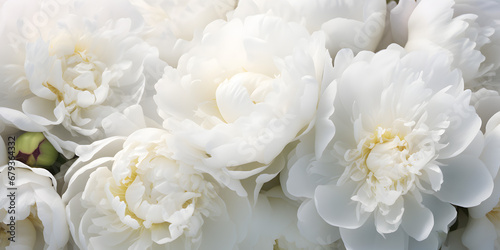 Close up of white peonies , floral background