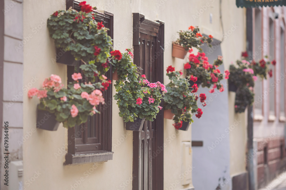 Flowers on narrow old streets of the famous Brasov, Romania. Beautiful little towns and villages. ornamental flower pots on the windows of the house. selective focus of geranium flowers in the pot. Flowers on narrow old streets of the famous Brasov, Romania. Beautiful little towns and villages. ornamental flower pots on the windows of the house. selective focus of geranium flowers in the pot.