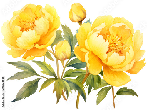 Watercolor illustration of yellow peonies, white background