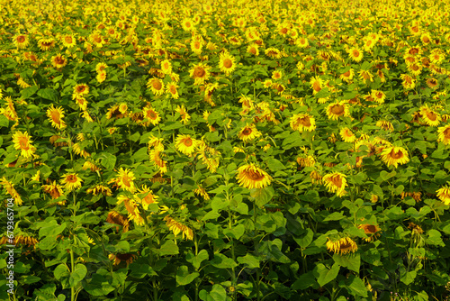 Endless field with bright yellow sunflowers on a sunny day.