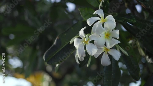 plumeria in bloom maui hawaii flower (ID: 679370111)