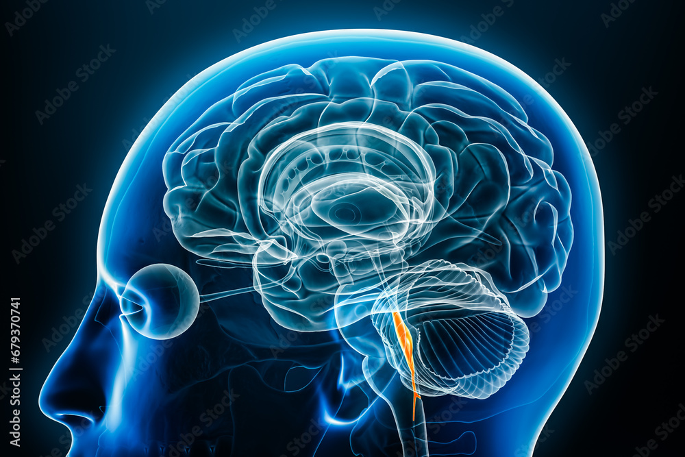 Fourth cerebral ventricle x-ray profile close-up view 3D rendering illustration with body contours. Human brain and ventricular system anatomy, medical, science, neuroscience, neurology concepts. Fourth cerebral ventricle x-ray profile close-up view 3D rendering illustration with body contours. Human brain and ventricular system anatomy, medical, science, neuroscience, neurology concepts.