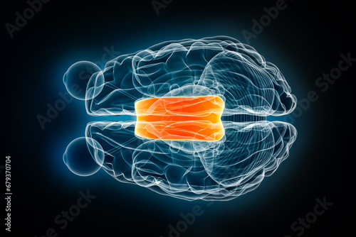 Corpus callosum x-ray superior or top view 3D rendering illustration. Human brain and nervous system anatomy, medical, healthcare, biology, science, neuroscience, neurology concepts. photo