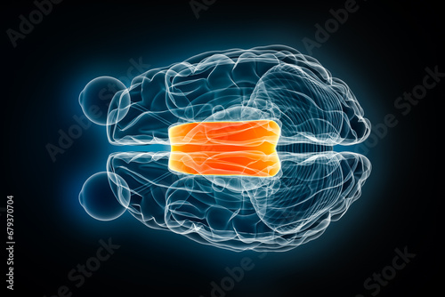 Cuadro en lienzo Corpus callosum x-ray superior or top view 3D rendering illustration