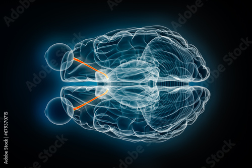 Optic or cranial nerve x-ray superior or top view 3D rendering illustration. Human brain and visual system anatomy, medical, healthcare, biology, neuroscience, neurology, ophthalmology concepts.