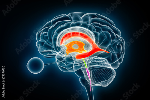 Ventricles and cerebral aqueduct lateral in colors x-ray view 3D rendering illustration. Human brain and ventricular system anatomy, medical, healthcare, science, neuroscience, neurology concepts.