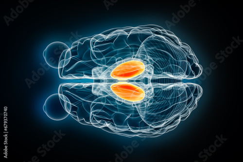 Thalamus x-ray superior or top view 3D rendering illustration. Human brain, limbic and nervous system anatomy, medical, healthcare, biology, science, neuroscience, neurology concepts.