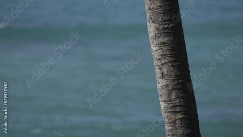 Slow motion waves behind palm tree out of focus maui hawaii (ID: 679370967)