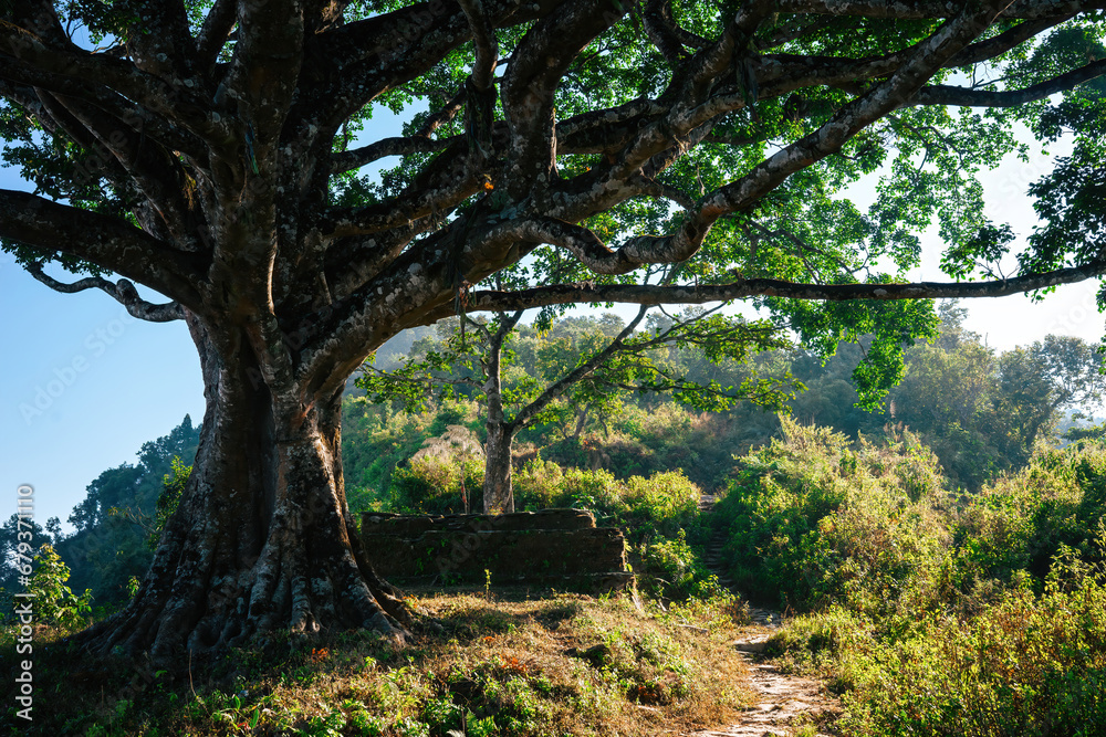 Majestic ancient tree with a robust trunk and sprawling branches stands guard over a serene forest path, hinting at mysteries of the wild beyond. Majestic ancient tree with a robust trunk and sprawling branches stands guard over a serene forest path, hinting at mysteries of the wild beyond.