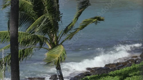 Slow motion palm tree blows in wind lava rocks waves crashing behind (ID: 679371391)