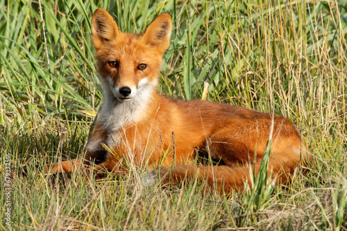 Red fox (Vulpes vulpes) watching; Lake Clark NP; Alaska