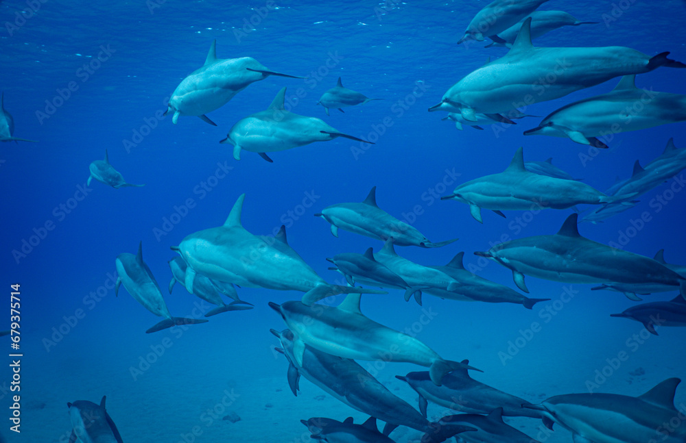 A pod of wild Hawaiian Spinner Dolphins swim by in very clear ocean water in Hawaii A pod of wild Hawaiian Spinner Dolphins swim by in very clear ocean water in Hawaii