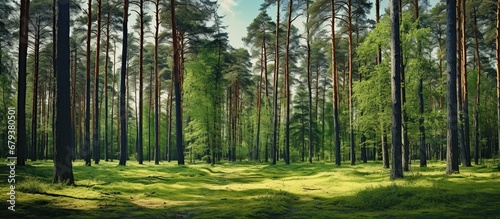 Beautiful summer in the green pine trees forest. AI generated image