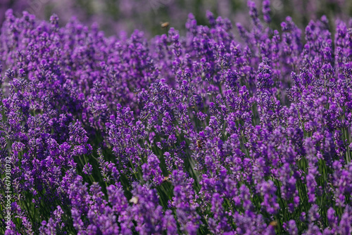 Lavander fields in Sale San Giovanni  village in Piedmont  called Little Provence for the blooming. High quality photo