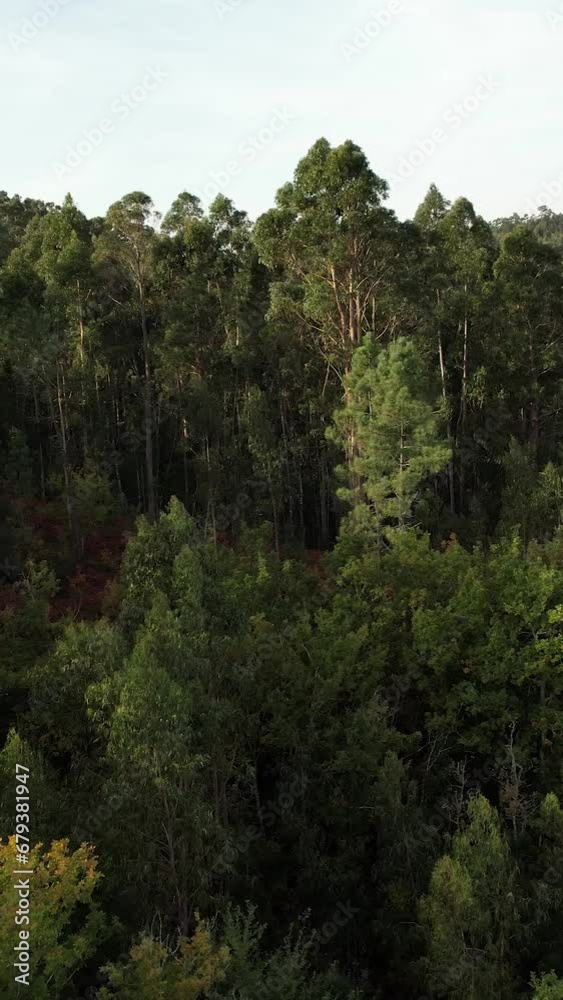 Vertical Video of Aerial Forest View Tree Tops Reserve Vertical Video of Aerial Forest View Tree Tops Reserve