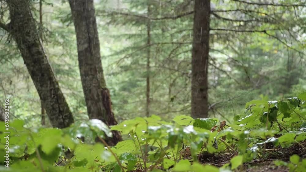 Magical summer rain in the forest Magical summer rain in the forest