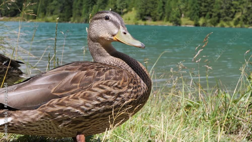Beautiful wild ducks on a lake in the Alps Beautiful wild ducks on a lake in the Alps