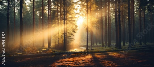 Foggy with sunlight on fir forest in vintage retro hipster style view. AI generated