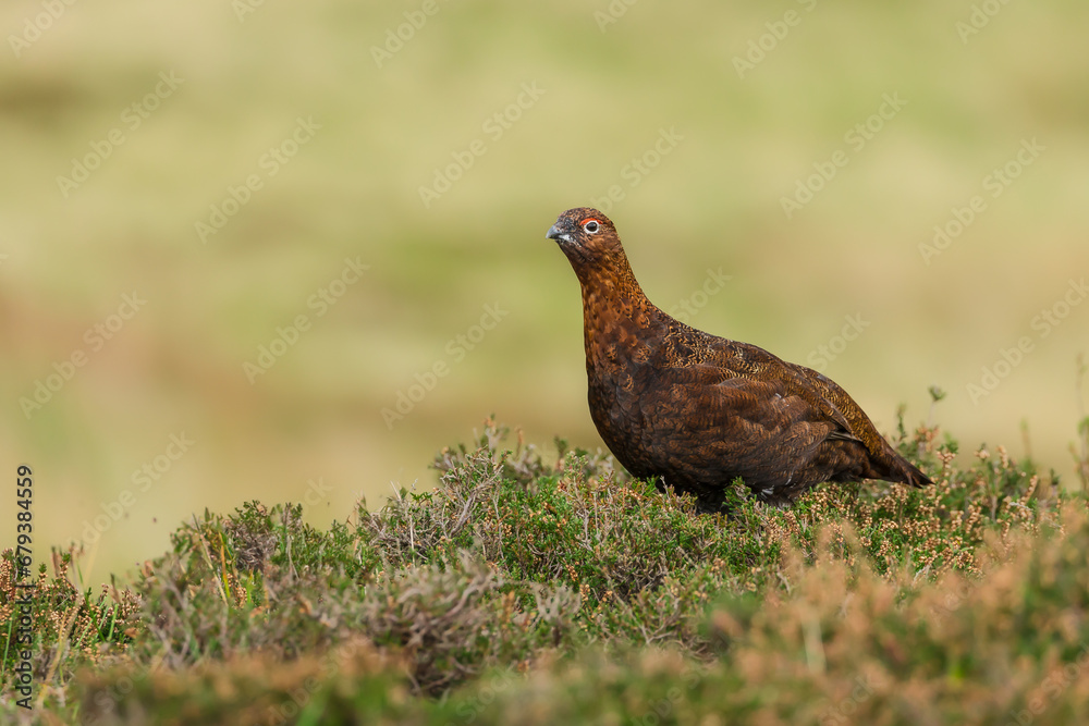 Red Grouse male, Scientific name: Lagopus Lagopus. Close up of a Red Grouse facing left in natural grouse moor habitat with heather. Clean background. Space for copy. Horizontal Red Grouse male, Scientific name: Lagopus Lagopus. Close up of a Red Grouse facing left in natural grouse moor habitat with heather. Clean background. Space for copy. Horizontal