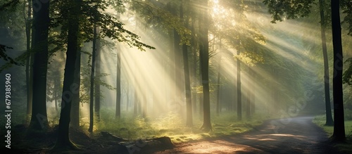 Scenic foggy autumn forest with sunlight nature landscape. AI generated image