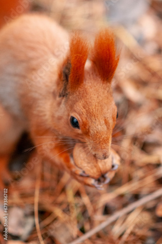 red squirrel on a tree