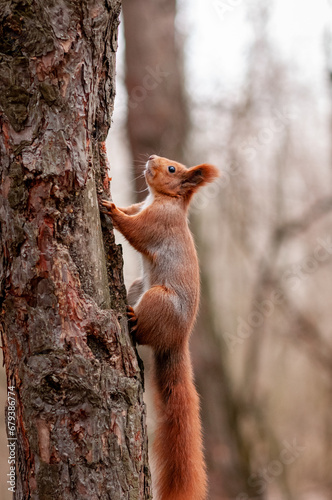 red squirrel on a tree © Юлия Вершинина
