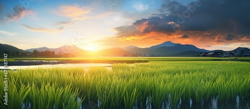 Paddy rice field at sunrise landscape. AI generated image photo