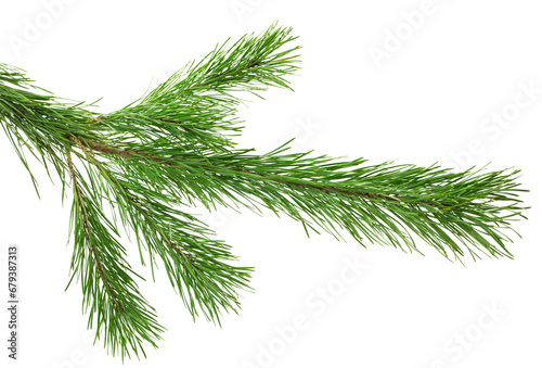 pine cone. branch on transparent  png. Spruce branch with green cones on white. Young pine cone on a green tree branch.