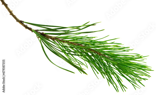 pine cone. branch on transparent, png. Spruce branch with green cones on white. Young pine cone on a green tree branch.