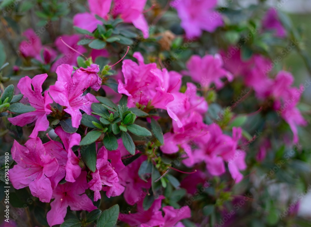 a bush of flowers that has purple flowers on them in a garden