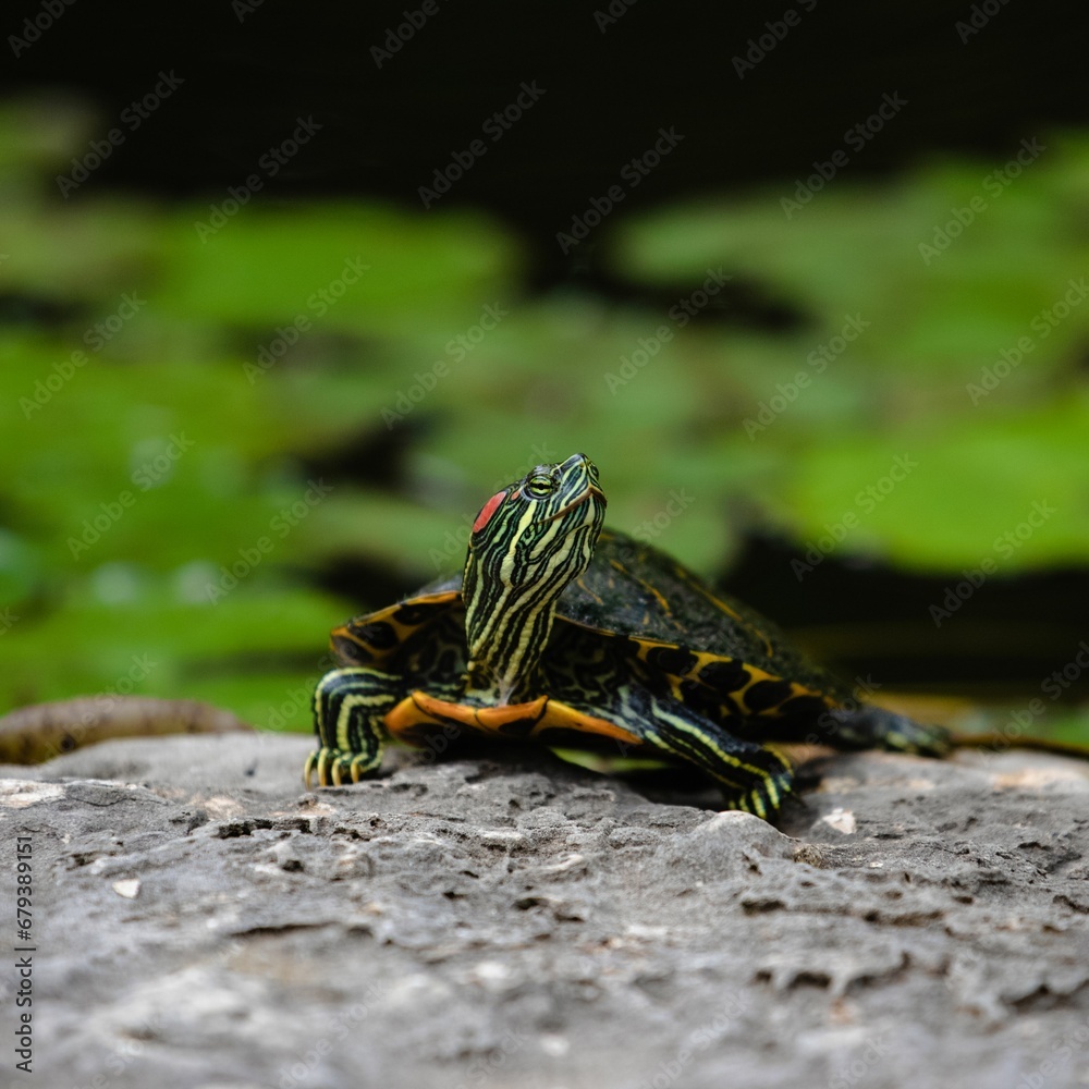 a turtle sitting on a rock near a small pond of water lillies a turtle sitting on a rock near a small pond of water lillies