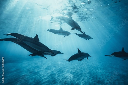 dolphins swimming in the ocean on a sunny day the image is a photo from above © Wirestock