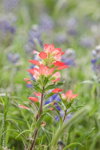 a group of red and blue flowers on green grass on the edge of a lake © Wirestock