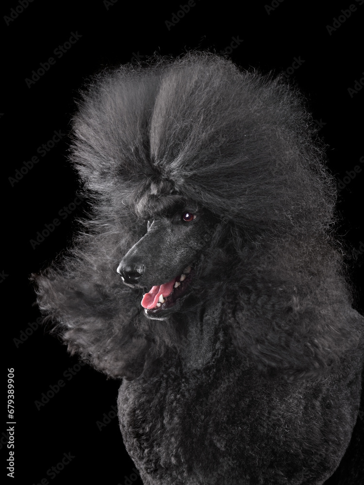 Black poodle with blowing hair