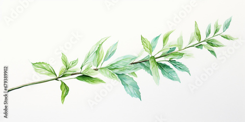 Watercolor of a mint sprig  refreshing green hues  simplistic  airy  almost translucent brush strokes