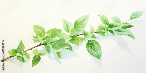 Watercolor of a mint sprig, refreshing green hues, simplistic, airy, almost translucent brush strokes