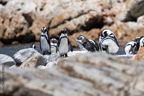 Group of African penguins shot a Betty's Bay, Western Cape, South Africa