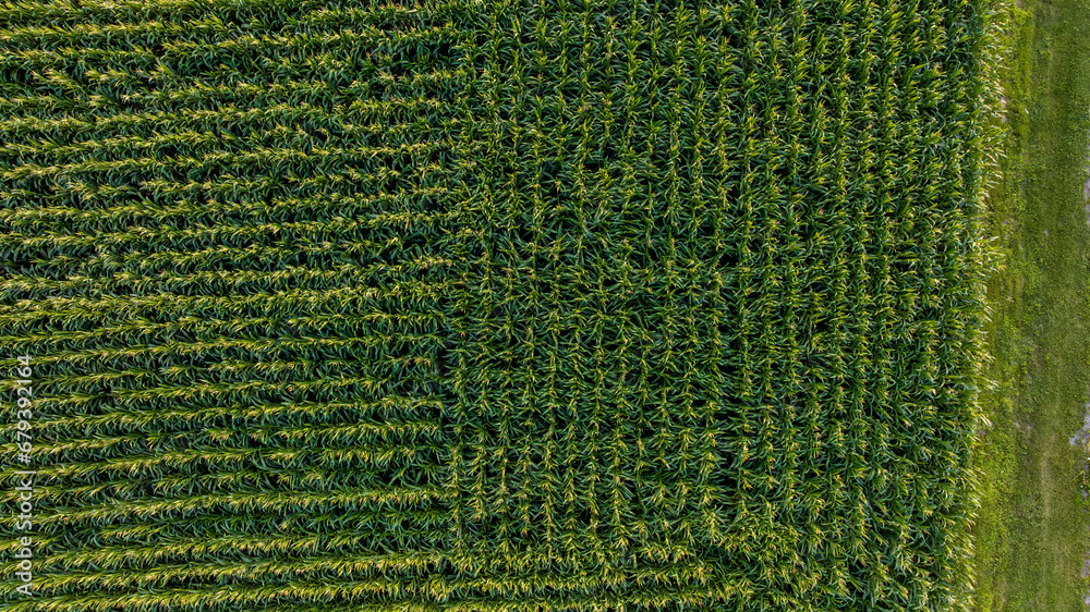 An Aerial Downward View of Green Corn Field in Perpendicular Rows to Each Other, on a Sunny Day - obrazy, fototapety, plakaty 