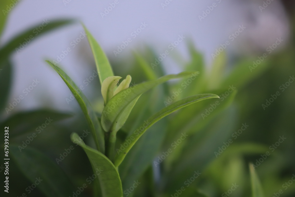 close up of a plant close up of a plant