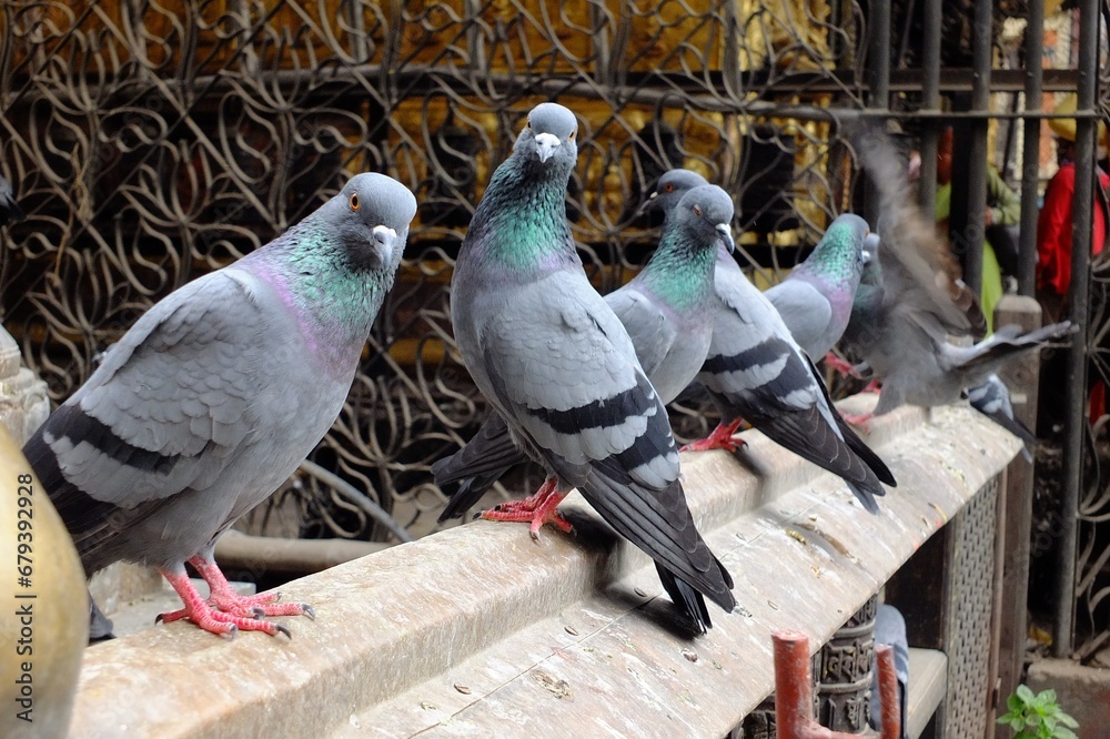 Fototapeta premium pigeons on the fence 