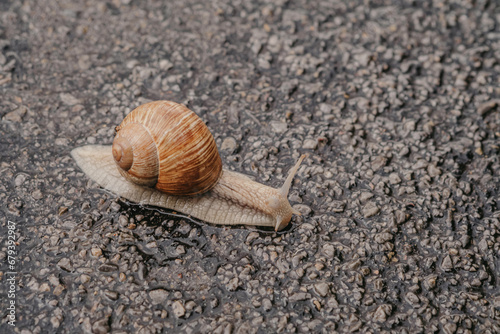 Burgundy snails o helix pomatia closeup, with homogeneous blurred background in rainy weather. Edible snail, a large snail common in Lower Saxony, Germany.