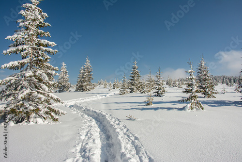 amazing winter landscape with snowy fir trees in the mountains © VSzili