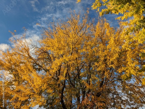 Autumnal landscape featuring a cluster of vibrant yellow trees against the backdrop of a blue sky